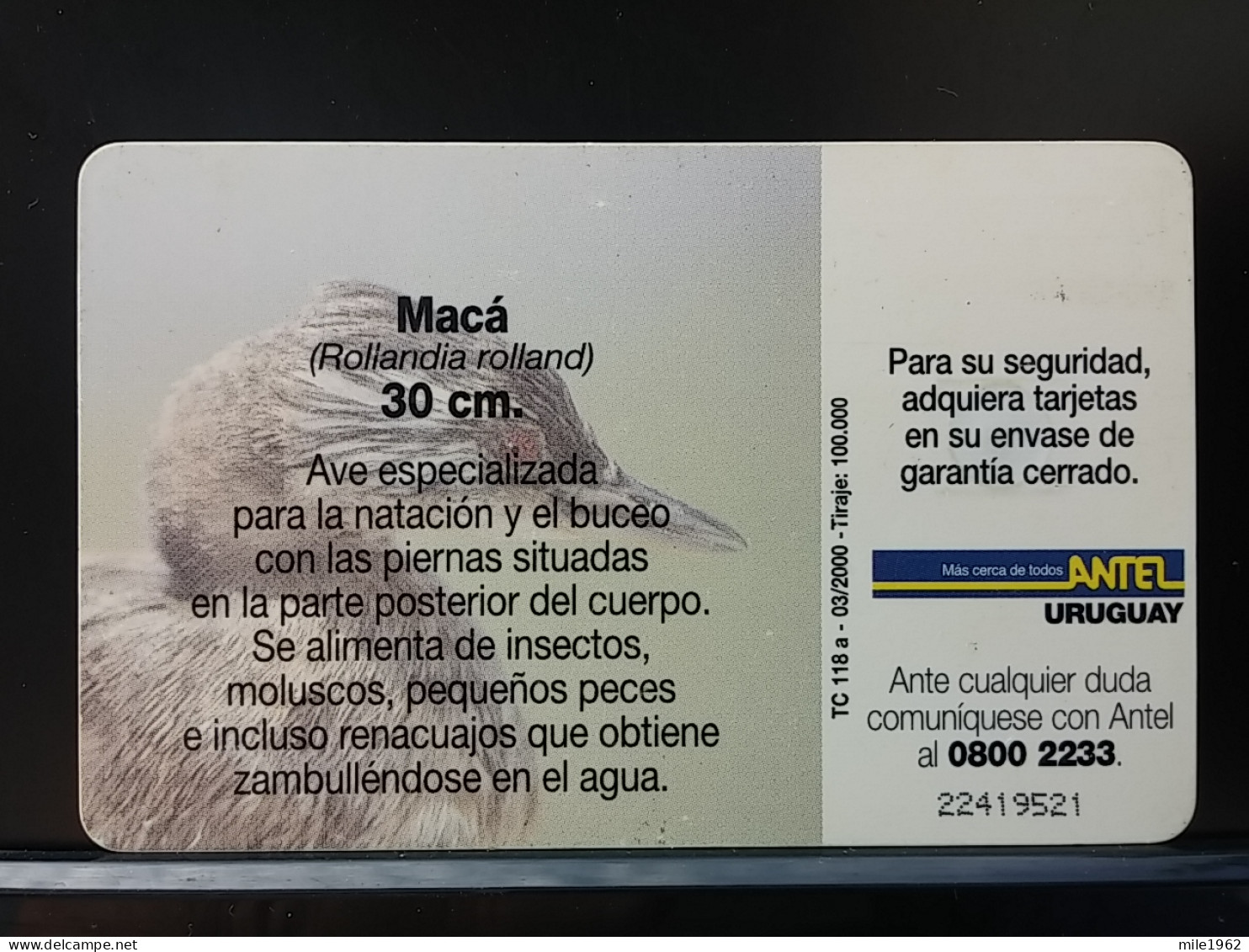 T-316 - URUGUAY TELECARD, PHONECARD, BIRD, OISEAU - Uruguay