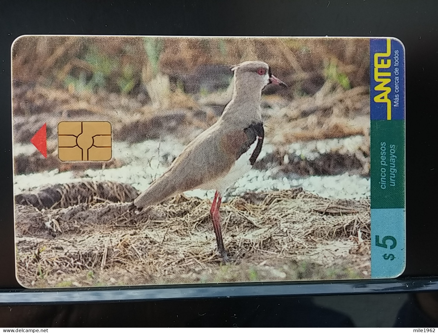 T-316 - URUGUAY TELECARD, PHONECARD, BIRD, OISEAU,  - Uruguay