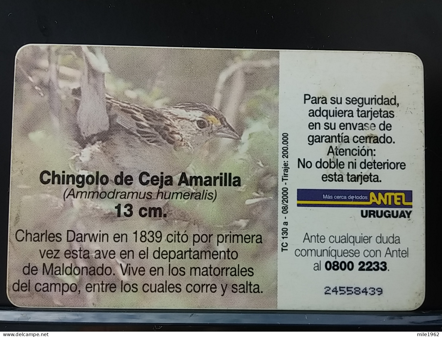 T-316 - URUGUAY TELECARD, PHONECARD, BIRD, OISEAU,  - Uruguay