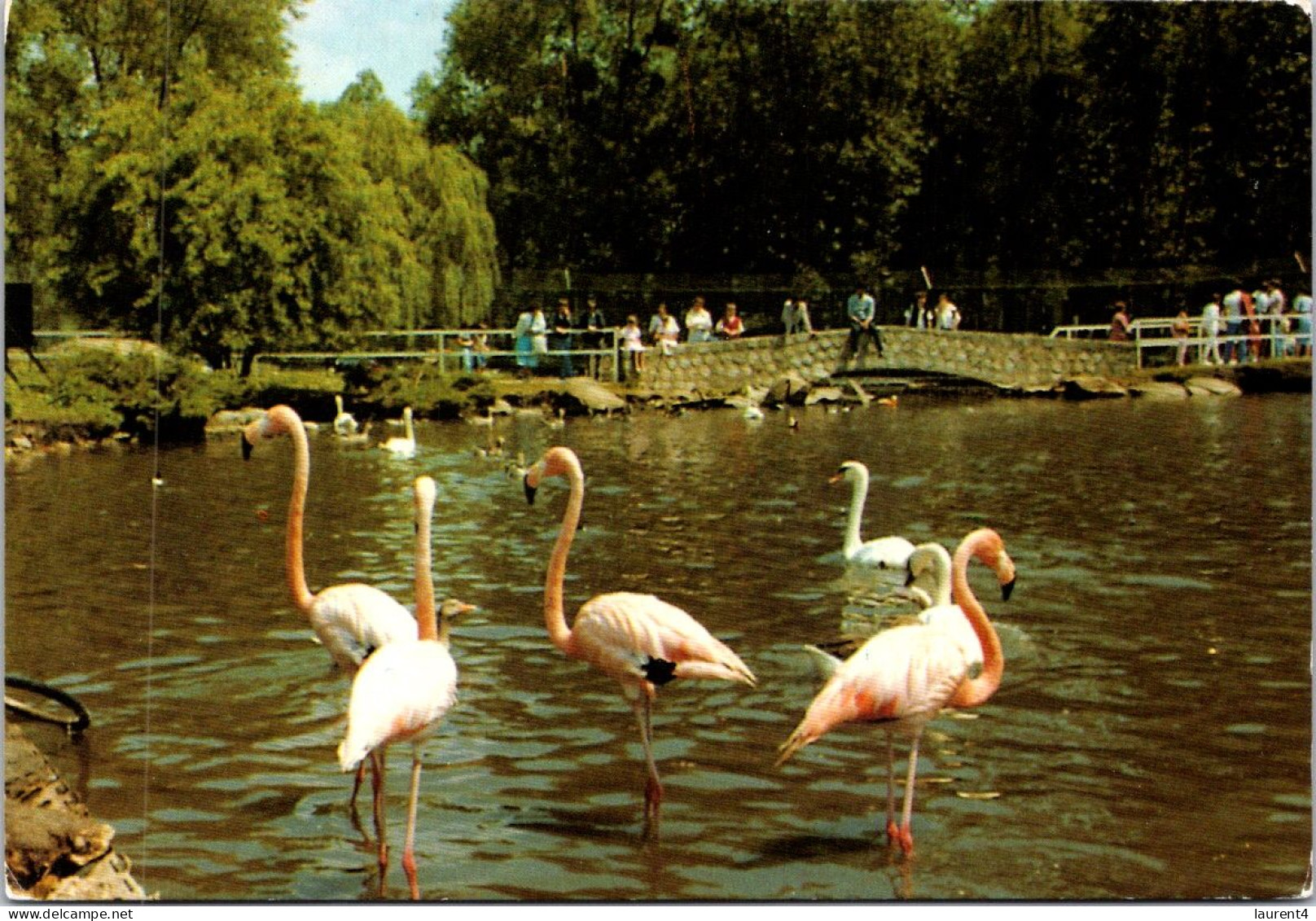 30-12-2023 (3 W 15) France - Parc De Saint Vrain (ZOO) Flamand Roses / Pink Flamingo Birds - Saint Vrain