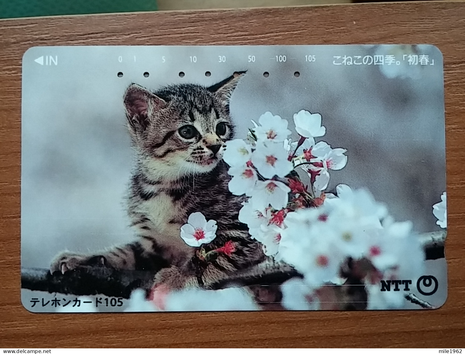 T-371 - JAPAN, Japon, Nipon, TELECARD, PHONECARD, Cat, Chat, NTT 111-013 - Gatos