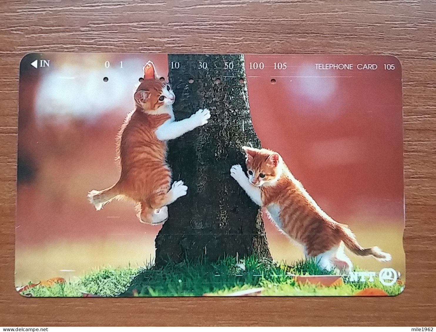 T-371 - JAPAN, Japon, Nipon, TELECARD, PHONECARD, Cat, Chat, NTT 231-335 - Cats