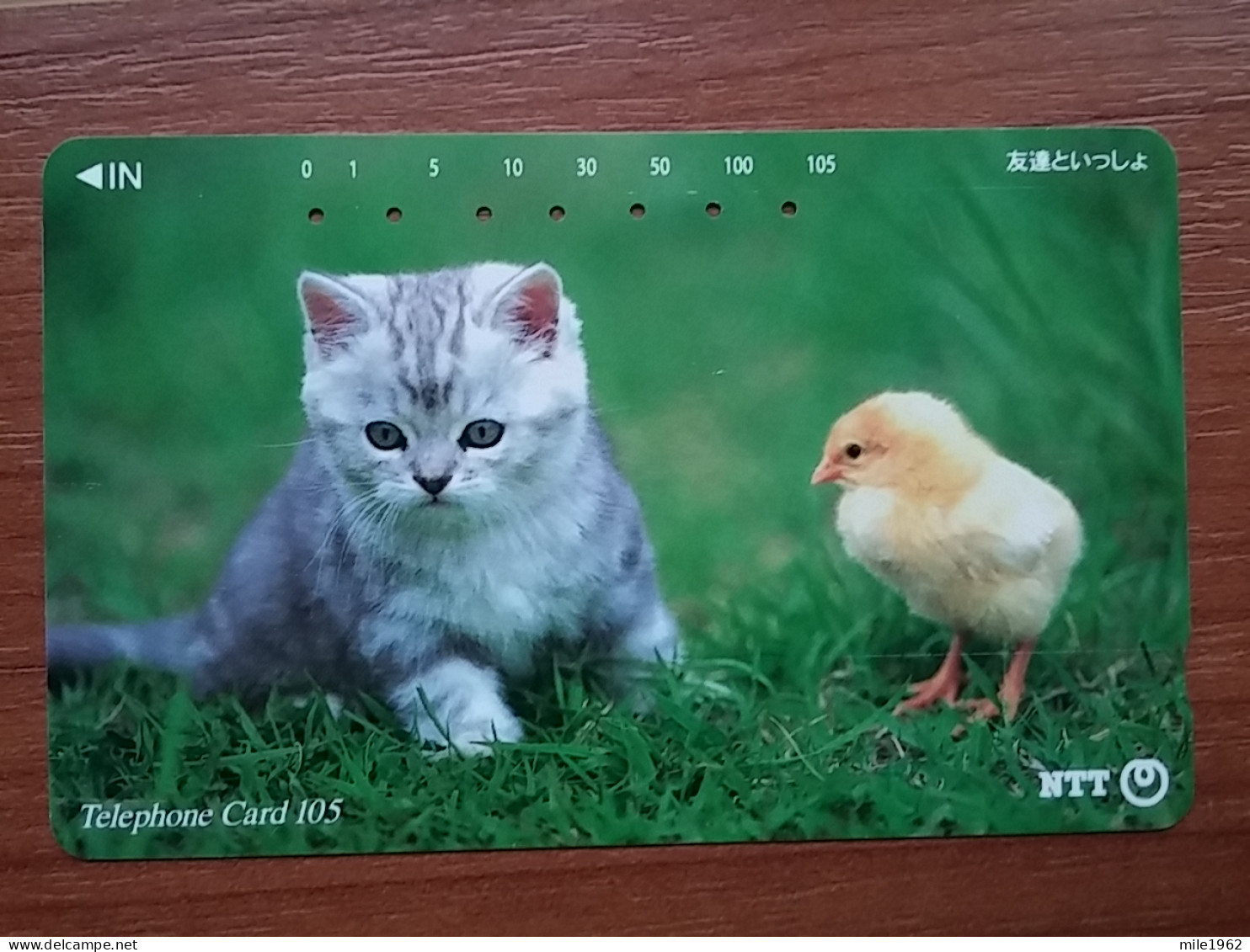 T-373 - JAPAN, Japon, Nipon, TELECARD, PHONECARD, Cat, Chat, NTT 111-062 - Katzen