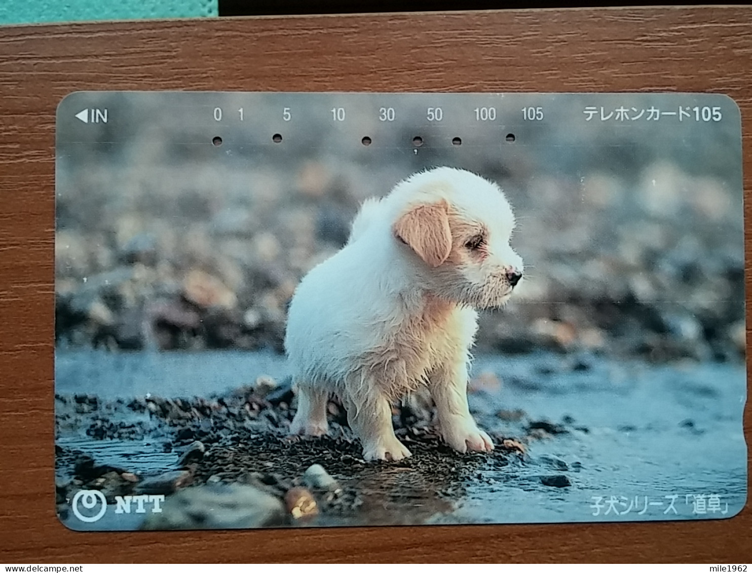 T-373 - JAPAN, Japon, Nipon, TELECARD, PHONECARD, Dog, Chien, NTT 111-040 - Dogs