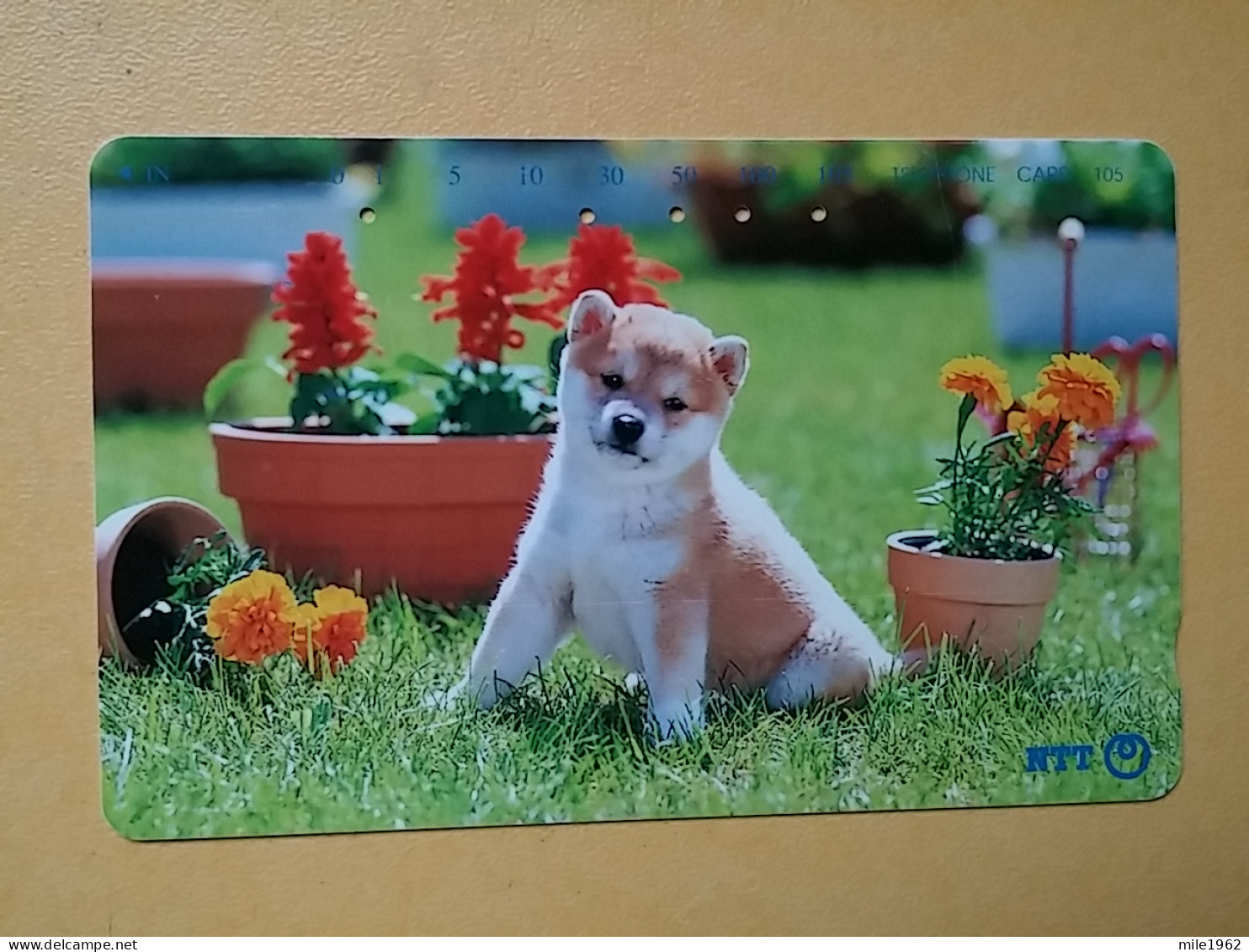 T-374 - JAPAN, Japon, Nipon, TELECARD, PHONECARD, Dog, Chien, NTT 231-381 - Chiens