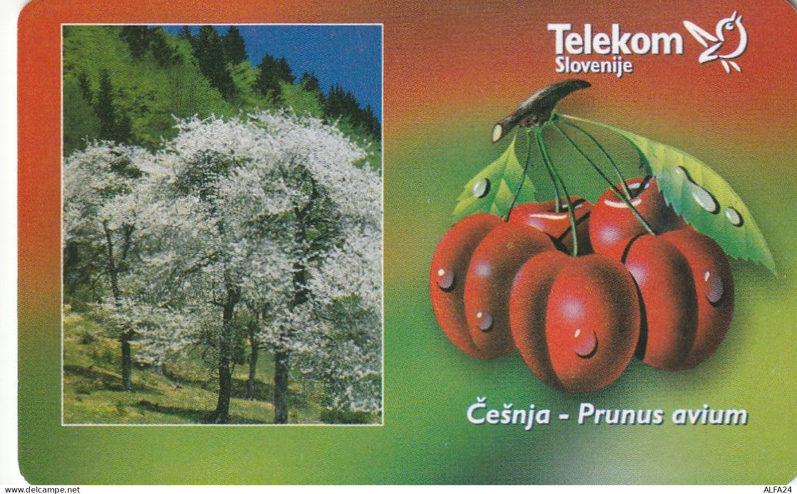 PHONE CARD SLOVENIA (E24.2.3 - Slowenien