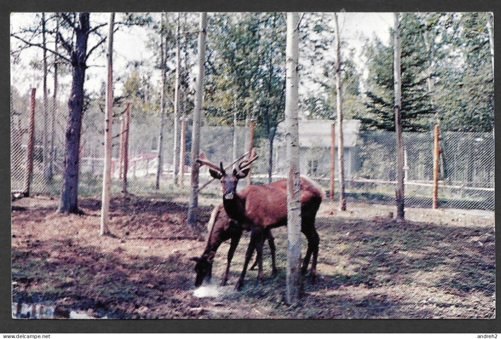 St Félicien - Québec - Zoo De St Félicien Lac St Jean - Cerfs Du Canada - Non Circulée - Photo André - No 4202R - Trois-Rivières