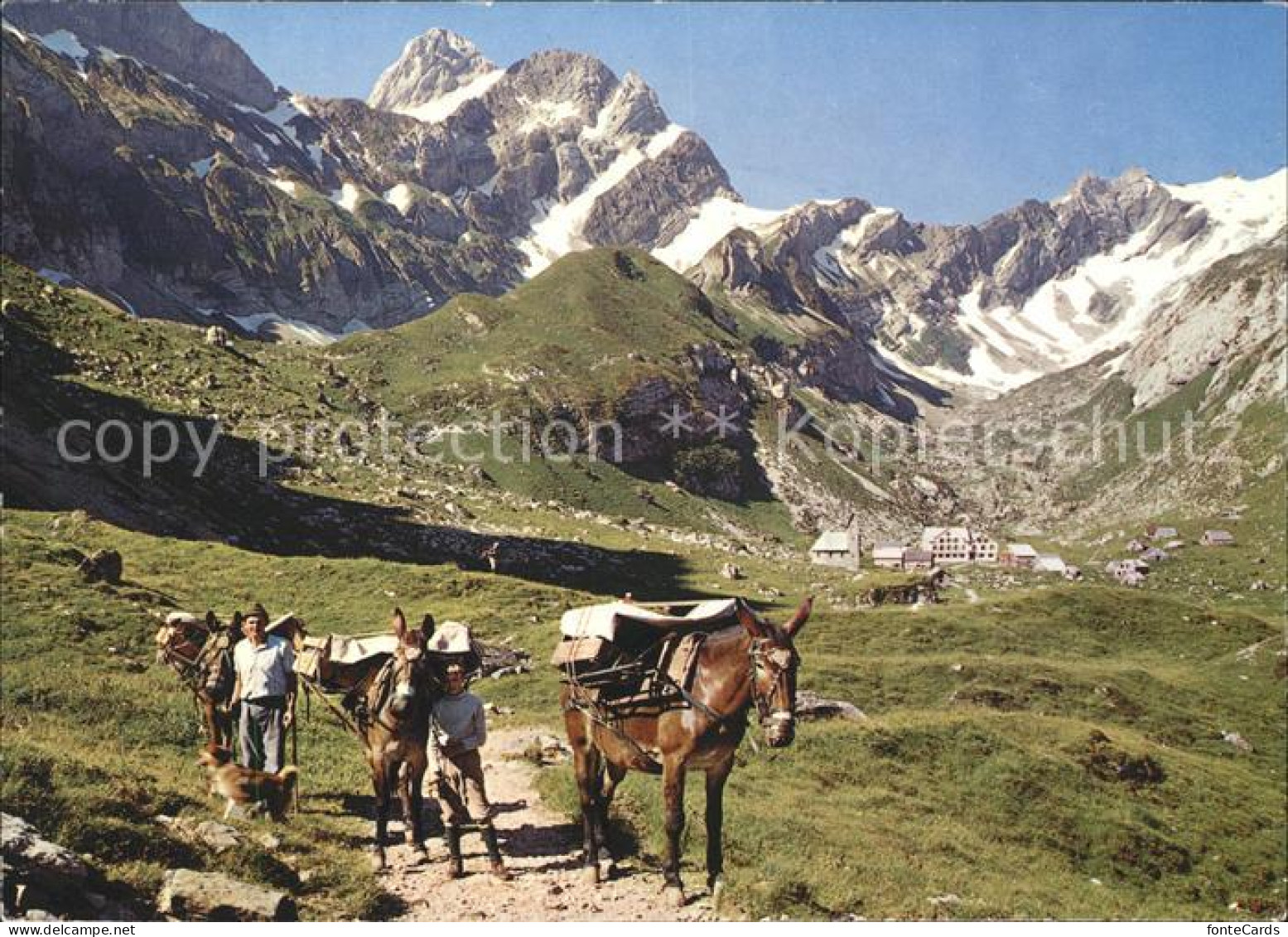 11703123 Meglisalp Altmann Saentis Saumtiere Am Rotsteinpass Mit Lisengrat Altma - Autres & Non Classés