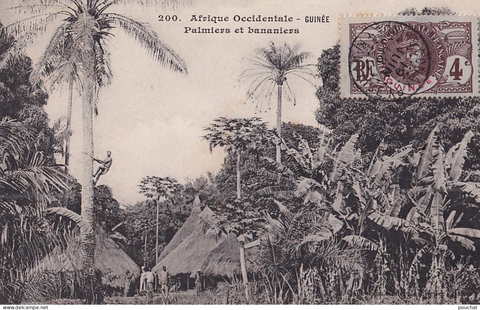D5- AFRIQUE OCCIDENTALE - GUINEE - PALMIERS ET BANANIERS  - EN 1908 - Guinée Française