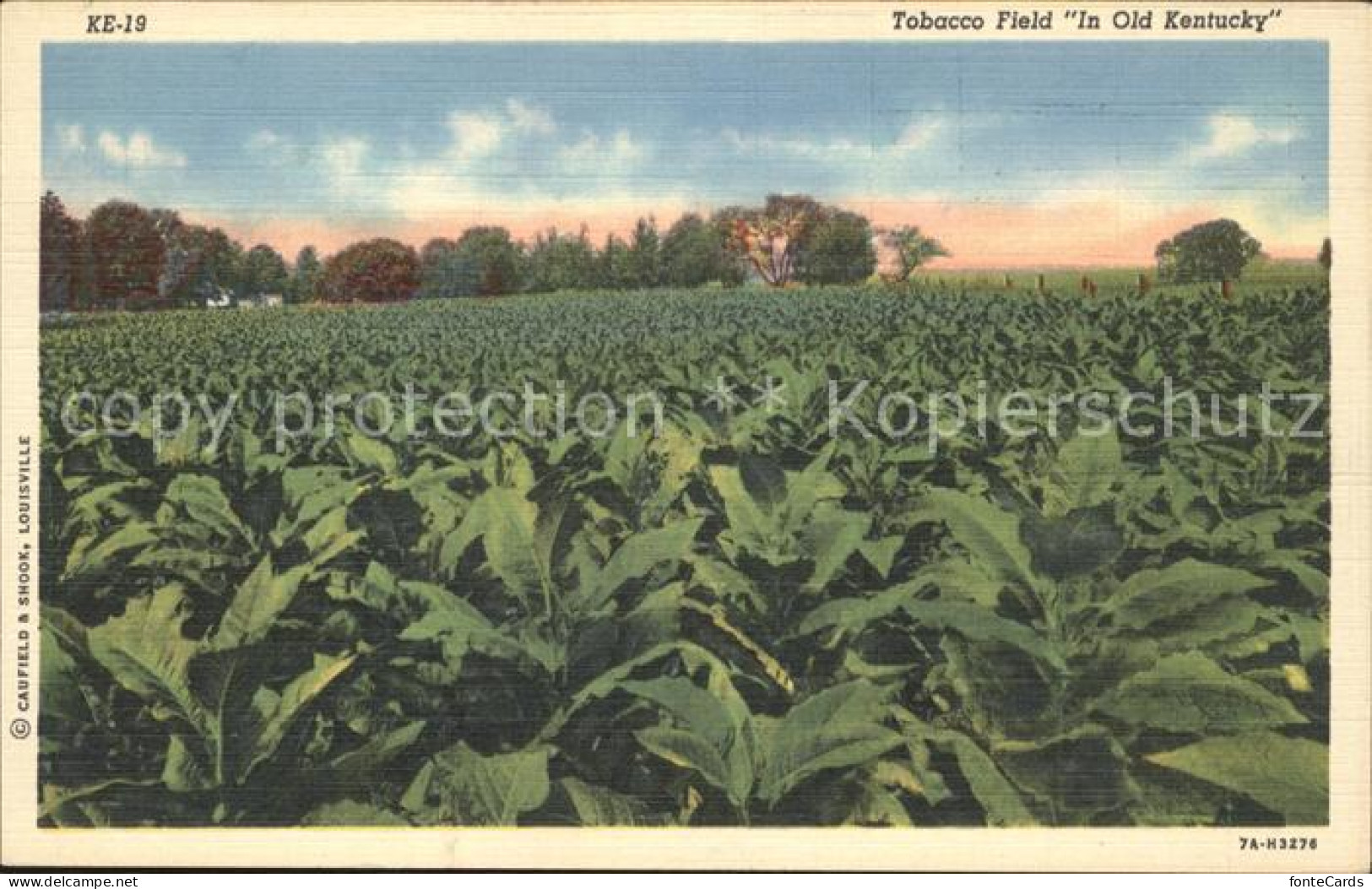 11686452 Kentucky_US-State Tobacco Field In Old Kentucky - Sonstige & Ohne Zuordnung