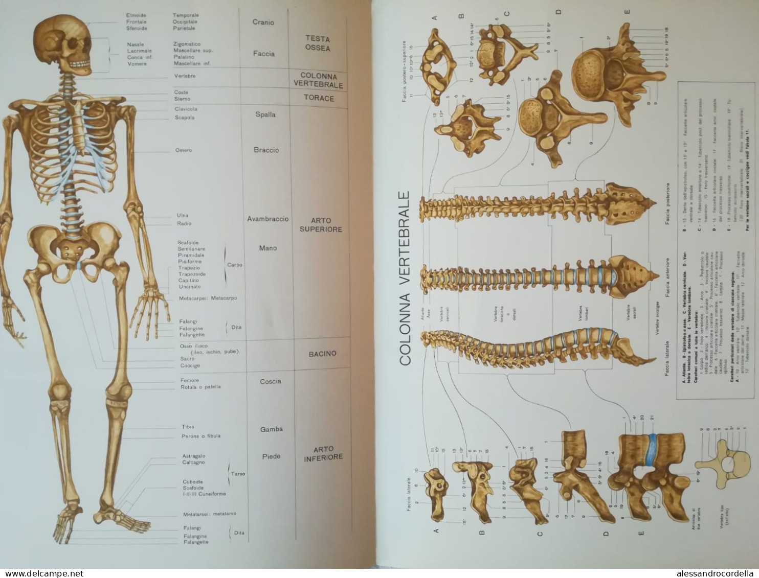 Atlante Di Anatomia Umana Descrittiva - Angelo Farina - Medicina, Biología, Química