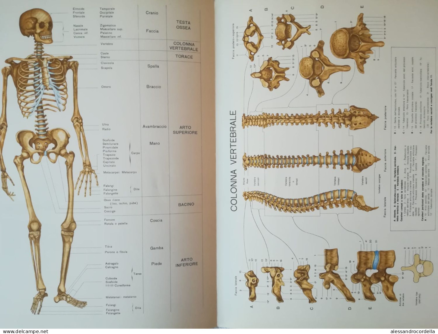 Atlante Di Anatomia Umana Descrittiva - Angelo Farina - Medecine, Biology, Chemistry