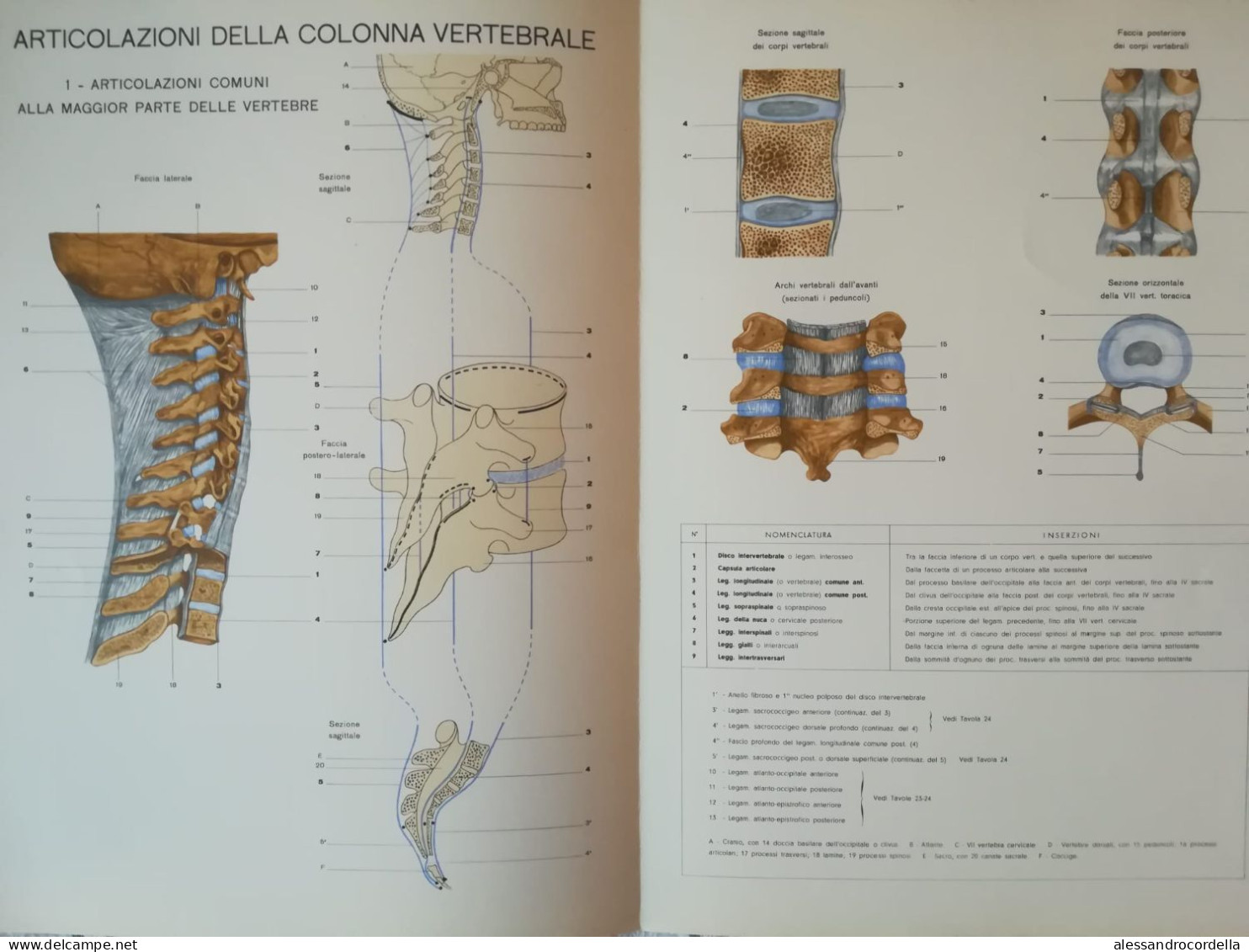 Atlante Di Anatomia Umana Descrittiva - Angelo Farina - Medecine, Biology, Chemistry