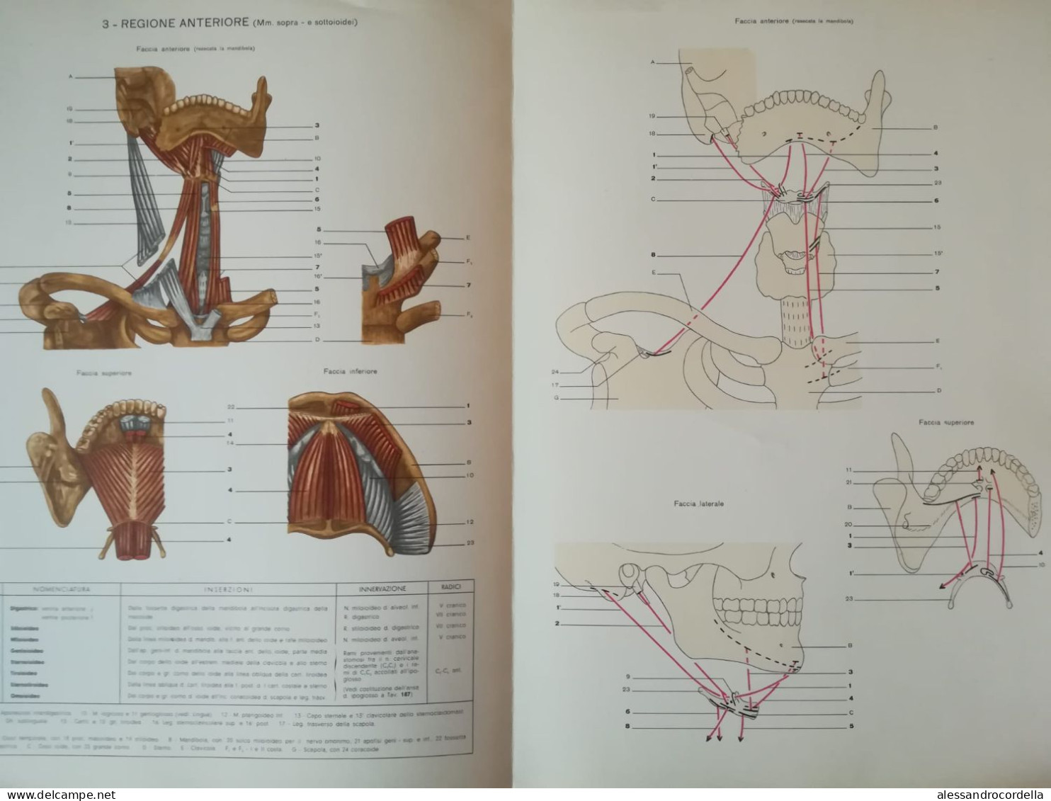 Atlante Di Anatomia Umana Descrittiva - Angelo Farina - Geneeskunde, Biologie, Chemie