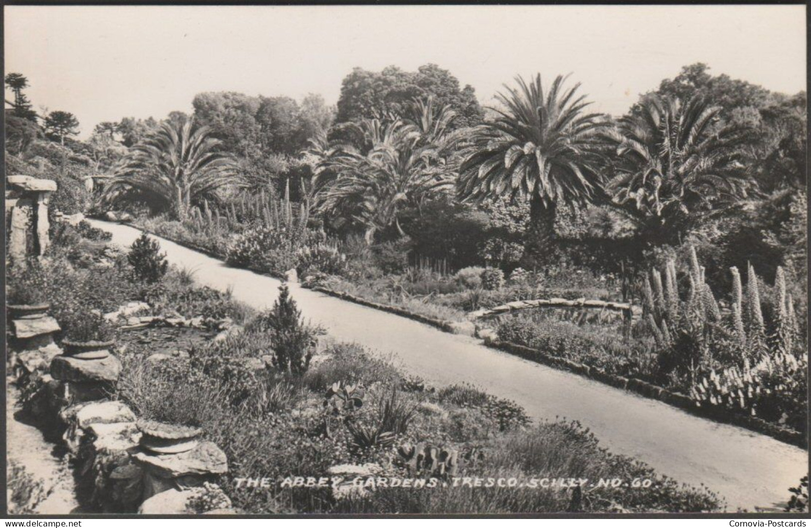 The Abbey Gardens, Tresco, Scilly, 1949 - James Gibson RP Postcard - Scilly Isles