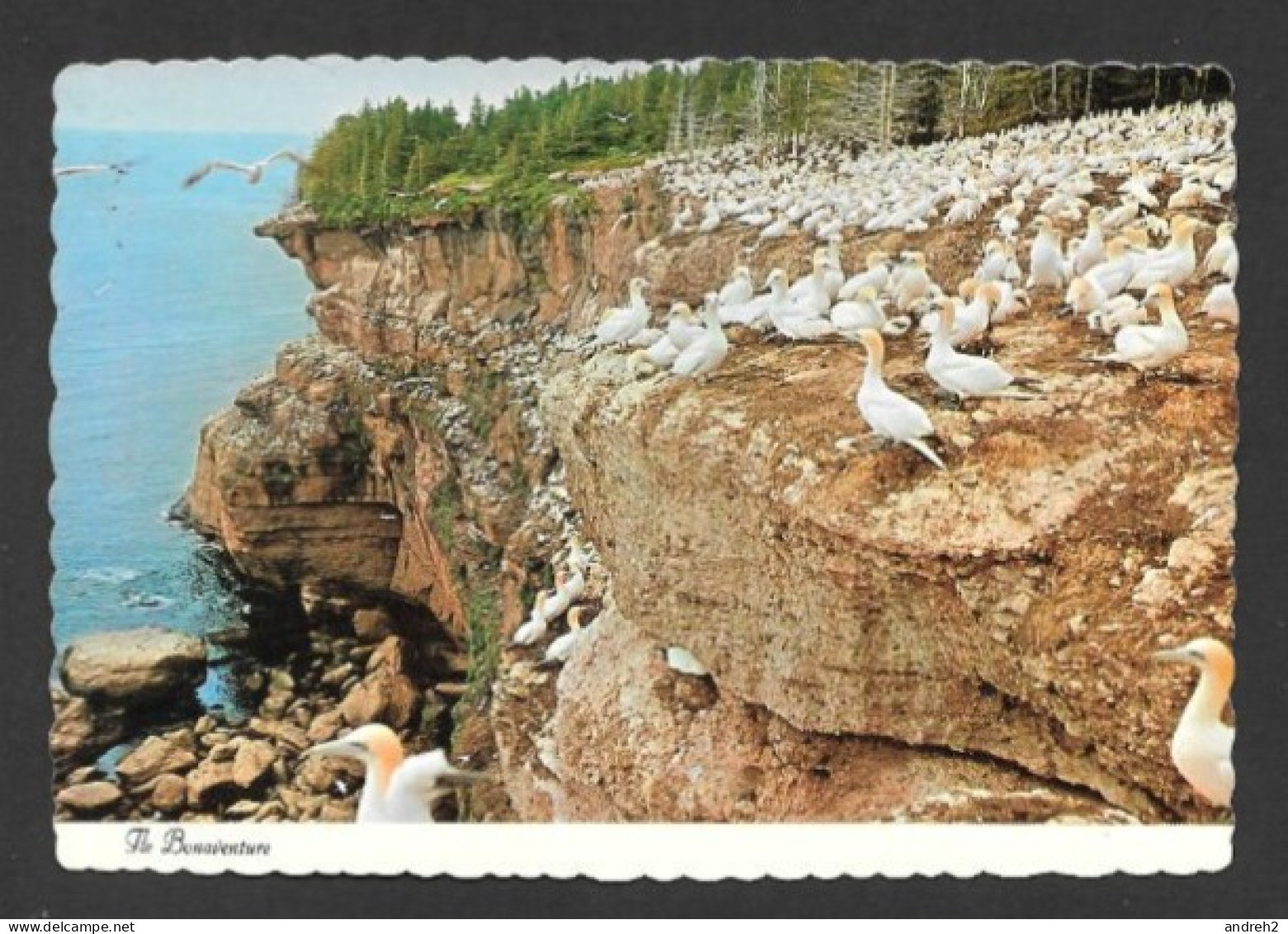 Percé  Gaspésie Québec - Les Oiseaux Sur Les Falaises De L'Ile Bonaventure Par Unic - No: 24713-B - Percé