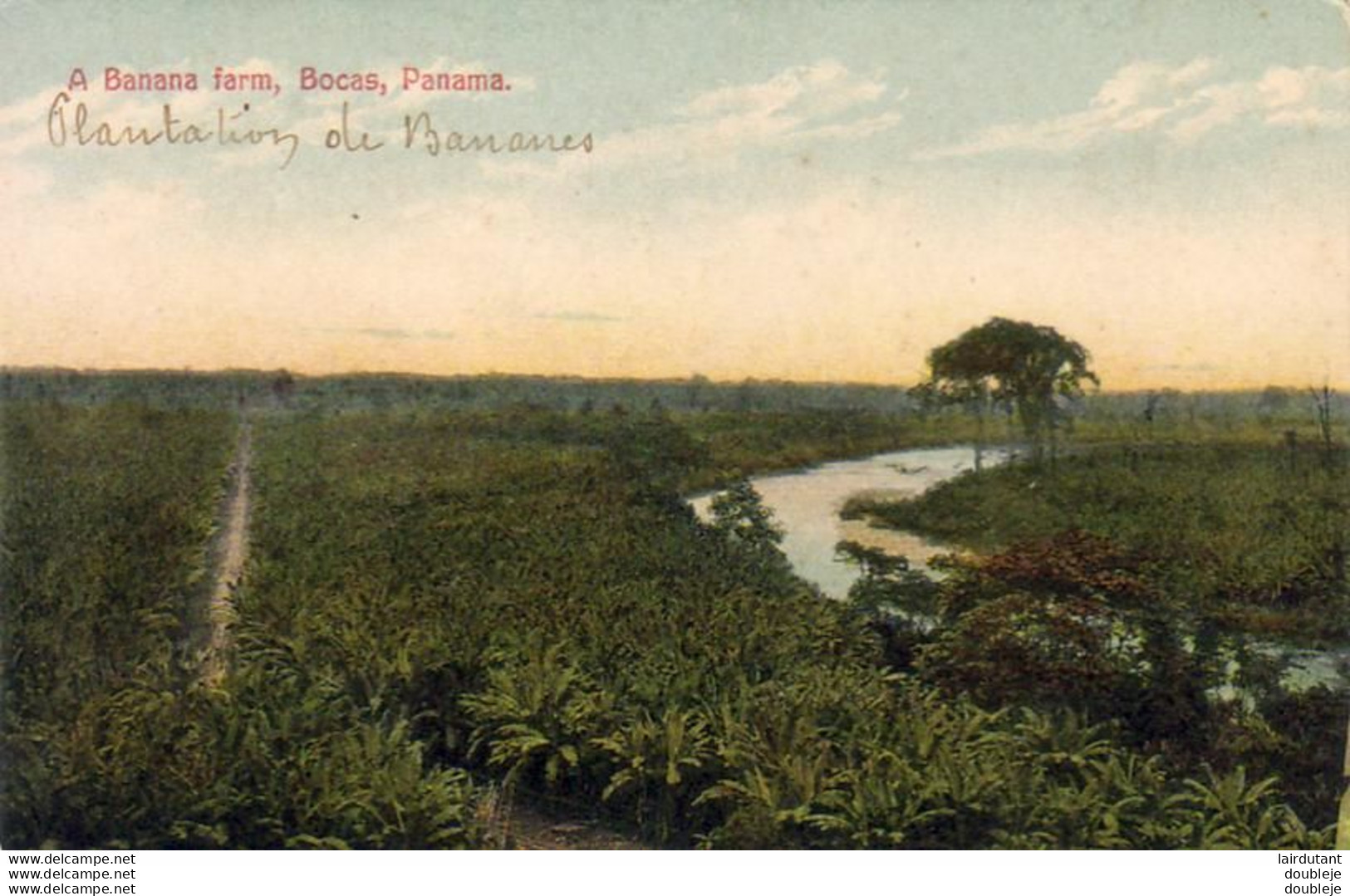 PANAMA   A Banana Farm , BOCAS - Panama