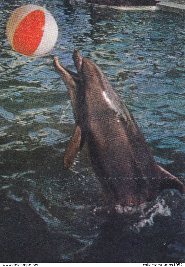 CONSTANTA, DOLPHIN, BALL, POSTCARD, ROMANIA - Dolphins