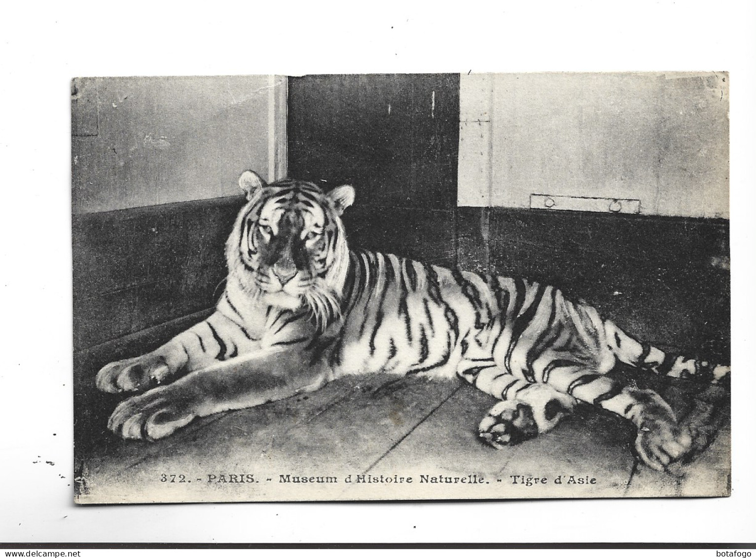 CPA MUSEUM D HISTOIRE NATURELLE TIGRE D ASIE - Tigers