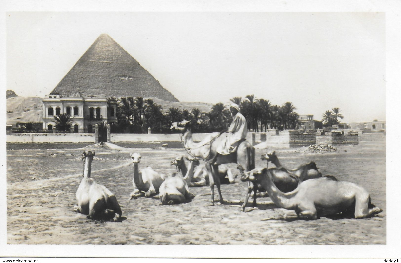 CAMEL GROUP, CHEOPS, EGYPT. UNUSED POSTCARD   Hold 10 - Piramidi