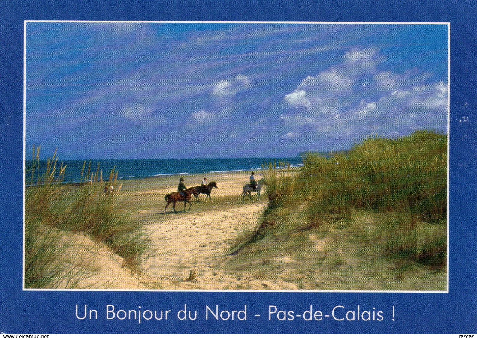 CPM GRAND FORMAT 1 - UN BONJOUR DU NORD PAS DE CALAIS ! - CHEVAUX AU CAP BLANC NEZ - Nord-Pas-de-Calais