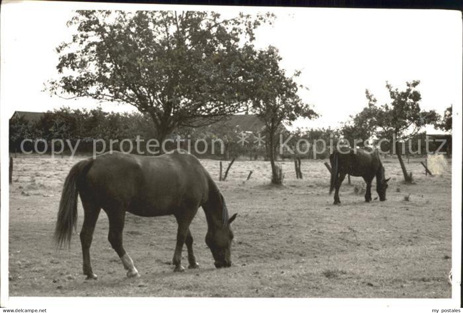 42104482 Grabow Luechow-Dannenberg Pferde Luechow (Wendland) - Lüchow