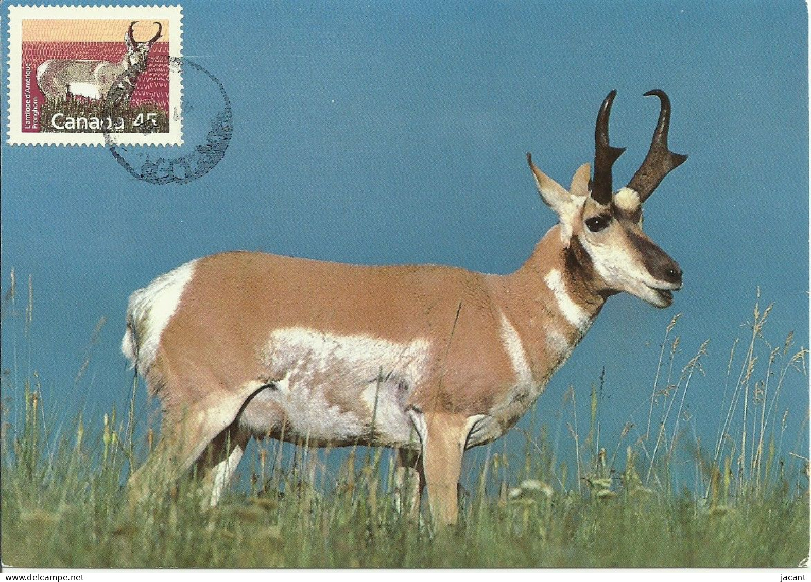 Carte Maximum - Canada - Antilope D'Amerique - Pronghorn Buck - Antilocapra Americana - Cartes-maximum (CM)