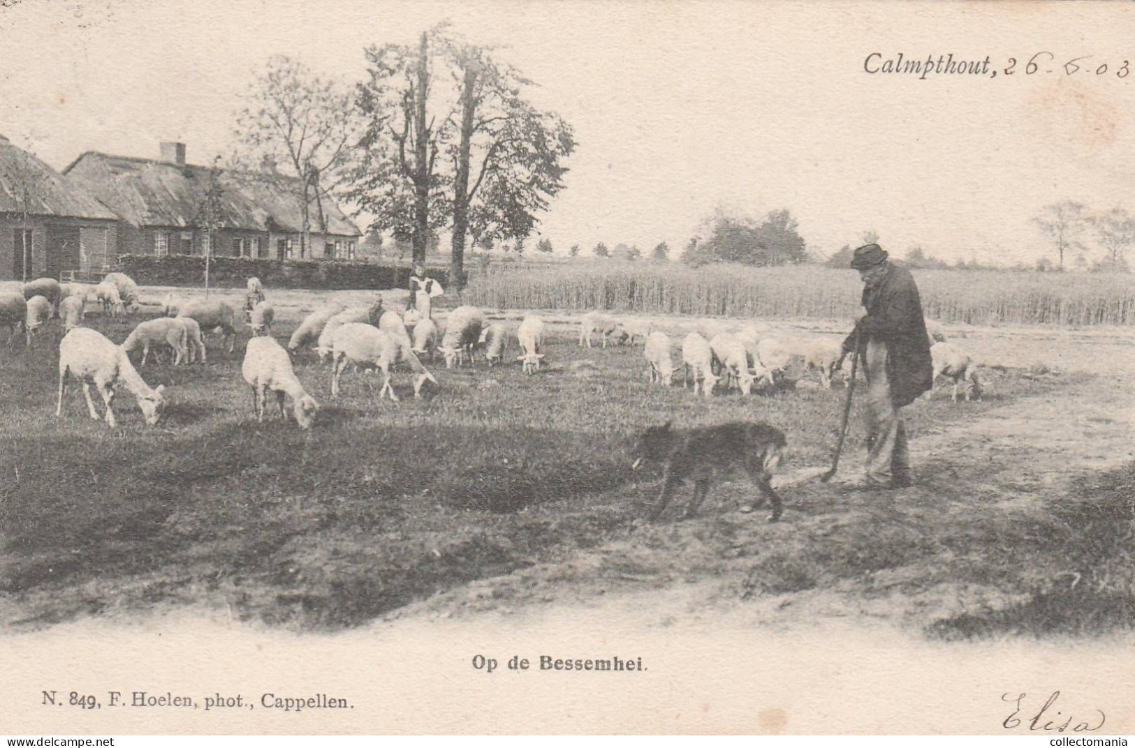 3 Oude Postkaarten   Calmpthout Kalmthout  In De Mastebosschen 1902 Oude Kapel 1902 Op De Bessemhei 1903   Hoelen - Kalmthout