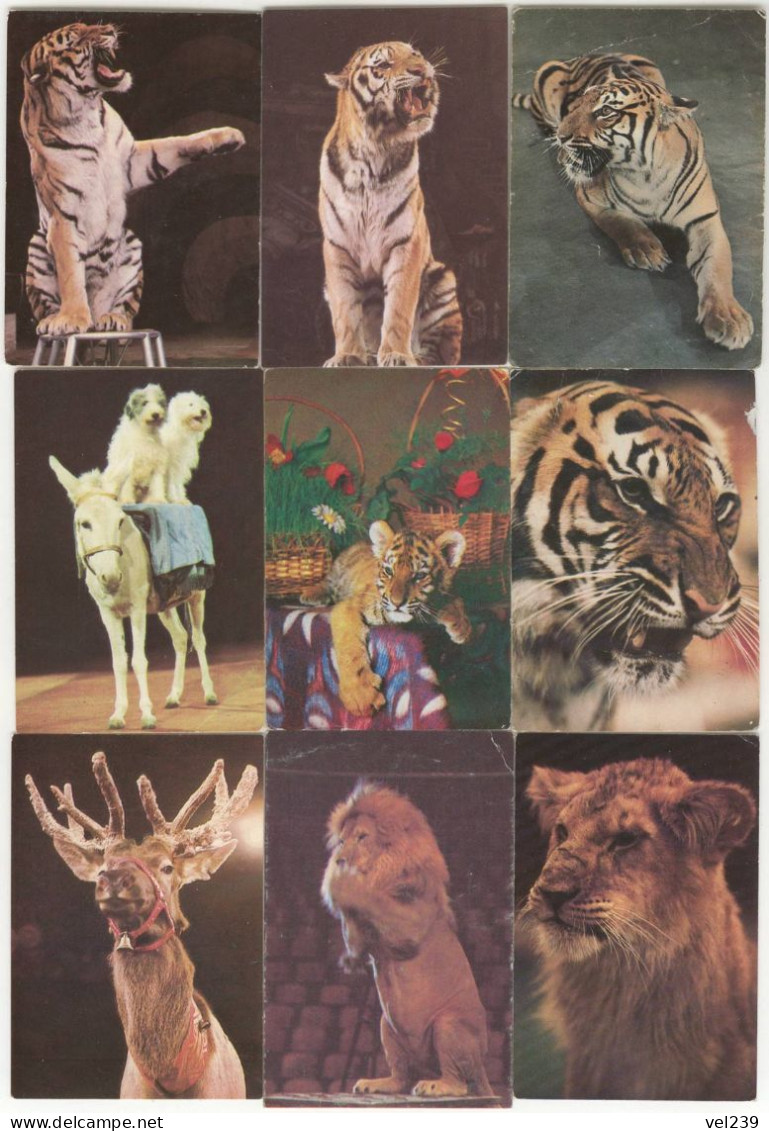 USSR. 1984 - 1989. Cirque. Circus. Animals. Tiger. Lion - Petit Format : 1981-90