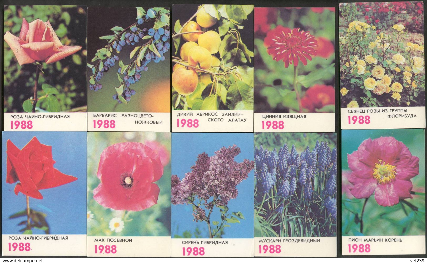 USSR. 1988. Flower. Fleur. Plant - Petit Format : 1981-90