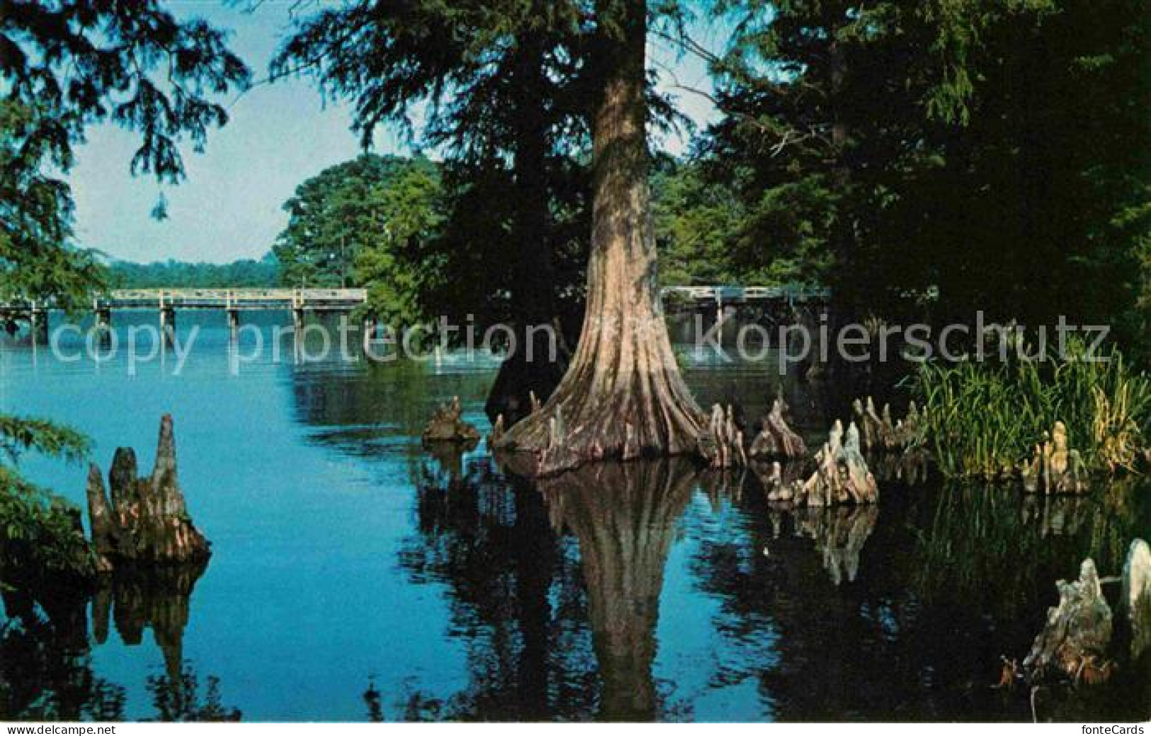 72706859 Tiptonville Reelfoot Lake - Autres & Non Classés