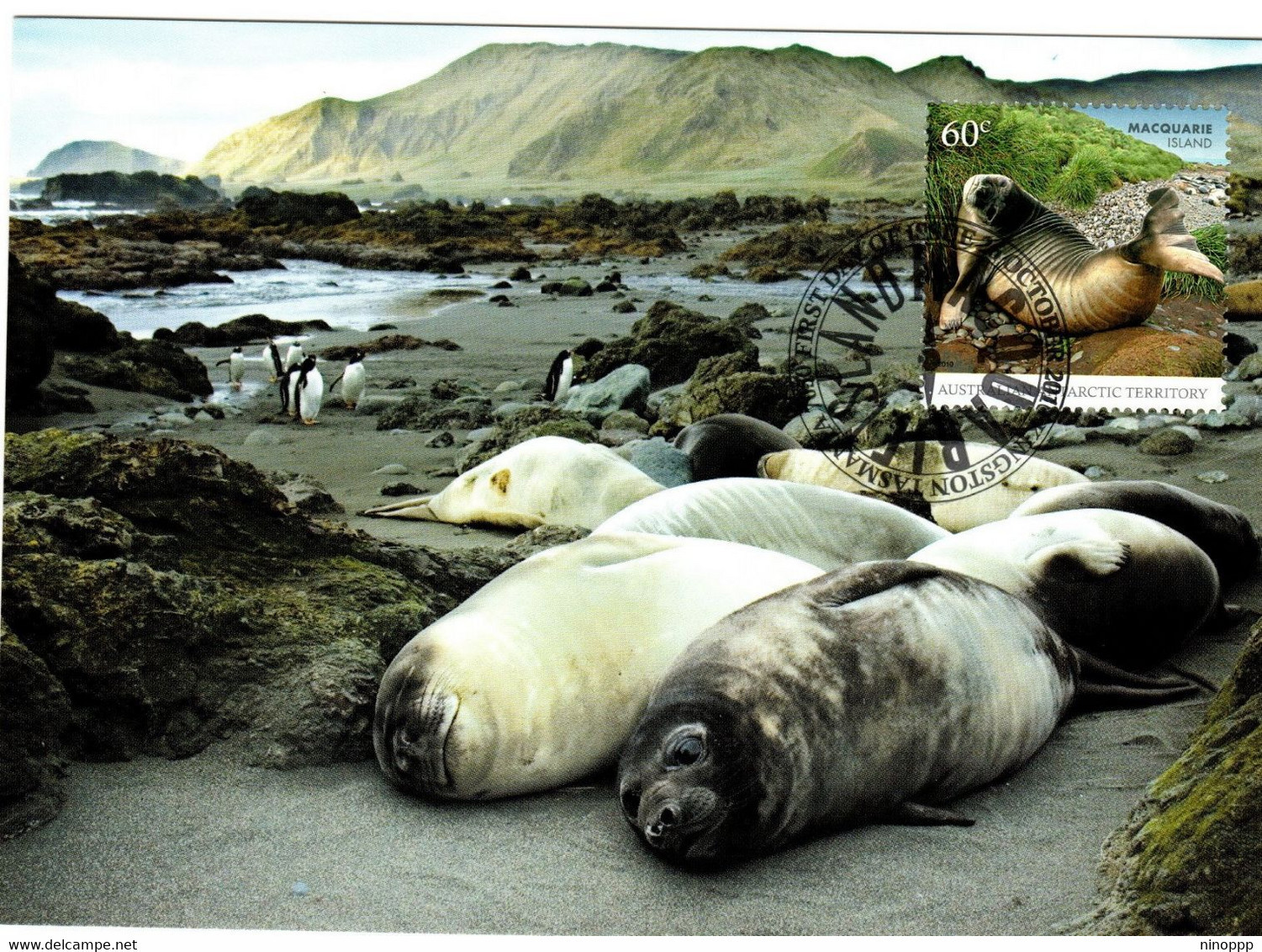 Australian Antarctic Territory 2010 Macquarie Island,Southern Elephant Seals,maximum Card - Tarjetas – Máxima