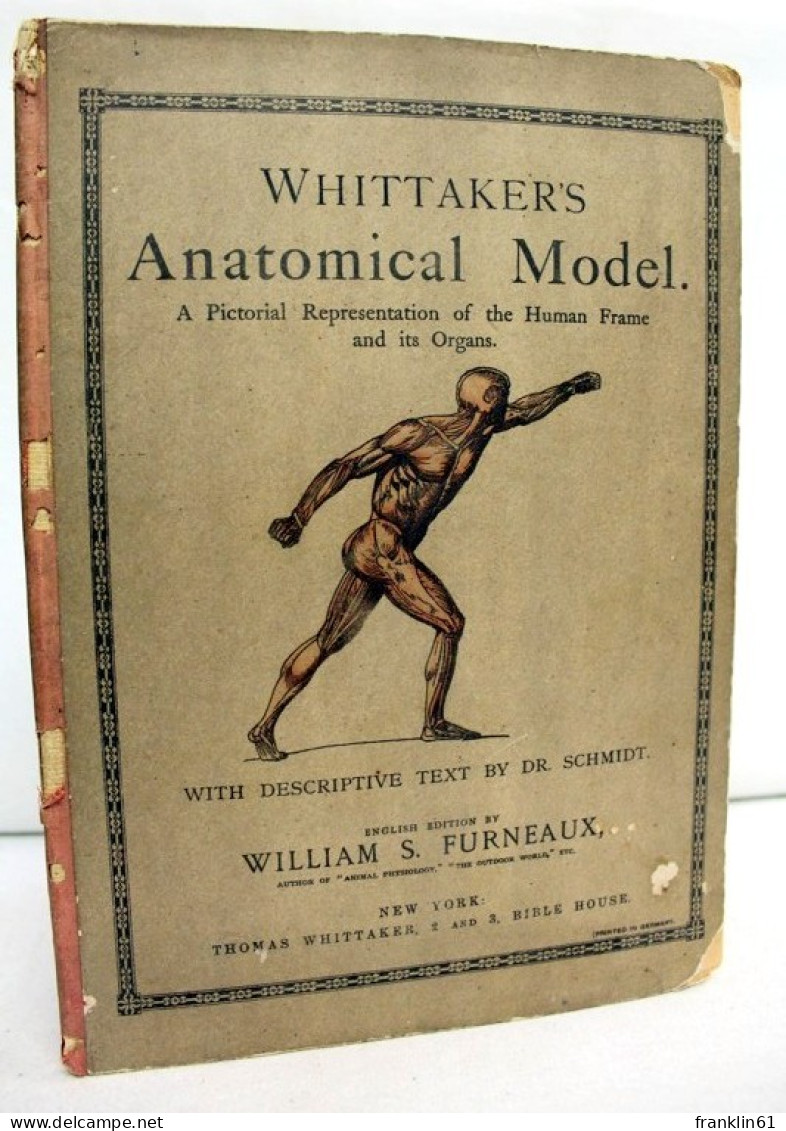 Whittaker's Anatomical Model - Health & Medecine