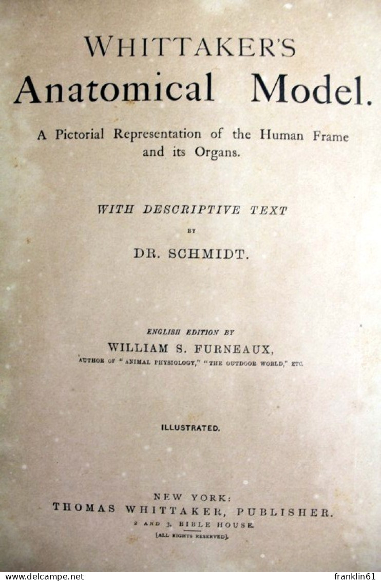 Whittaker's Anatomical Model - Santé & Médecine