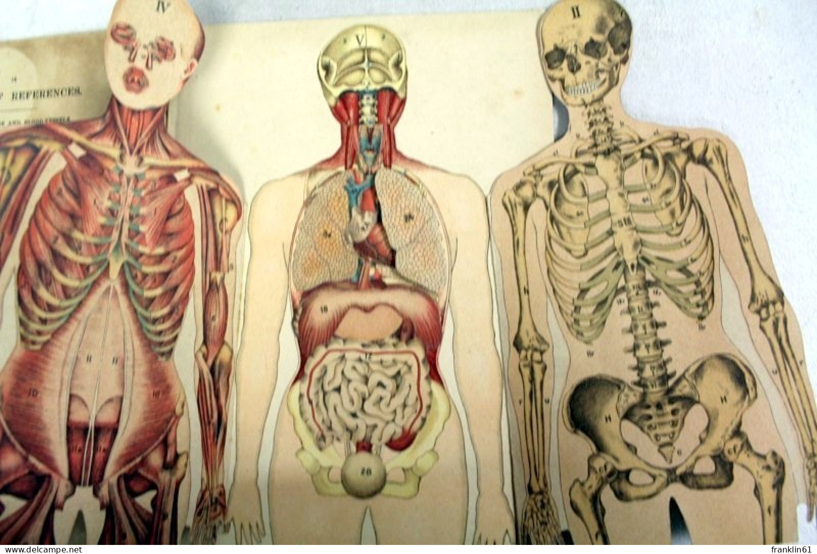 Whittaker's Anatomical Model - Santé & Médecine