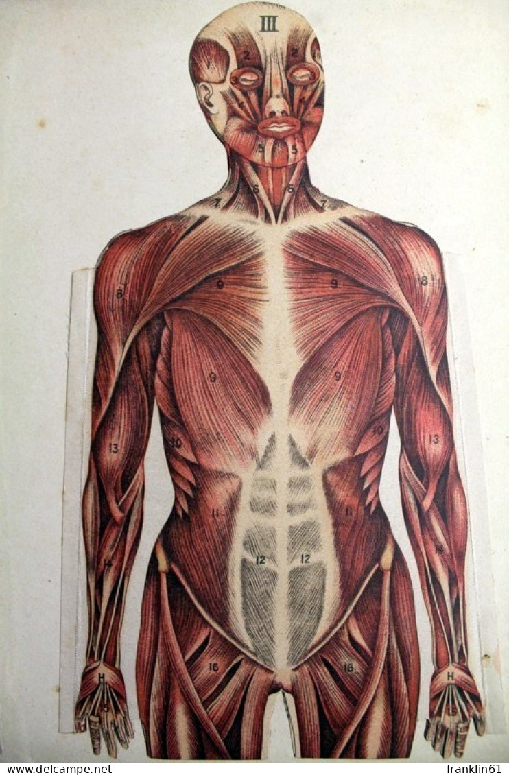 Whittaker's Anatomical Model - Santé & Médecine