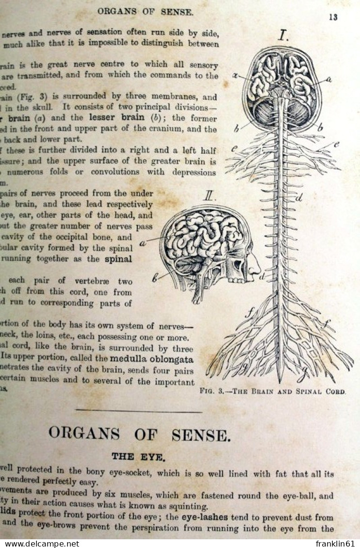 Whittaker's Anatomical Model - Santé & Médecine