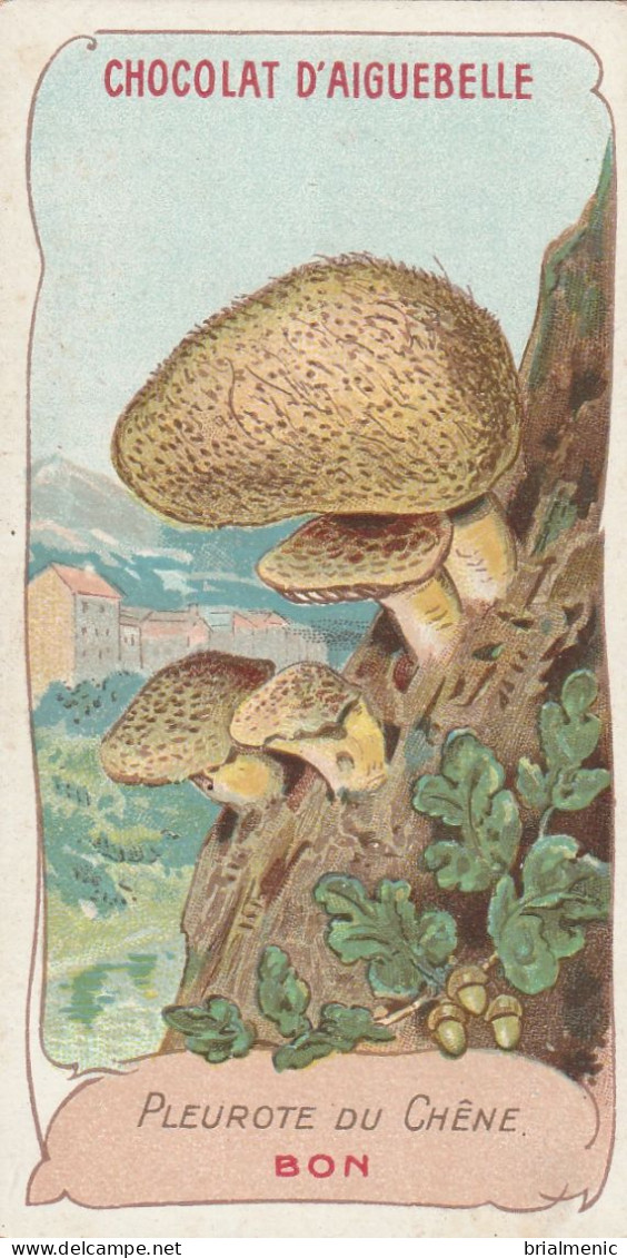 PLEUROTE Du CHÊNE Chromo Format 10,5 X 5,5 Chocolatrie D'Aiguebelle - Paddestoelen