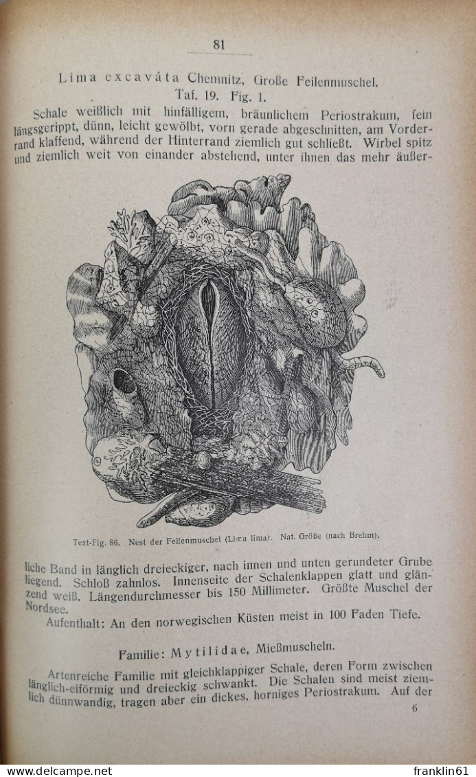 Einführung In Die Europäische Meeresmollusken-Fauna - Lexicons