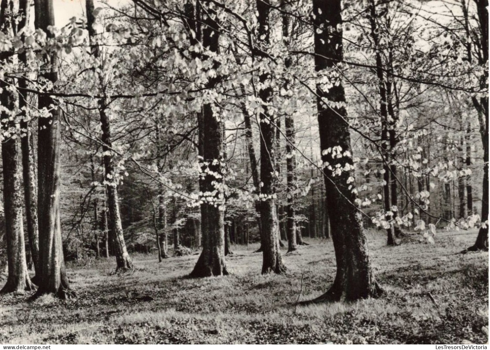 BELGIQUE - Nassogne En Ardenne - Hôtel Beau Séjour - Carte Postale Ancienne - Nassogne