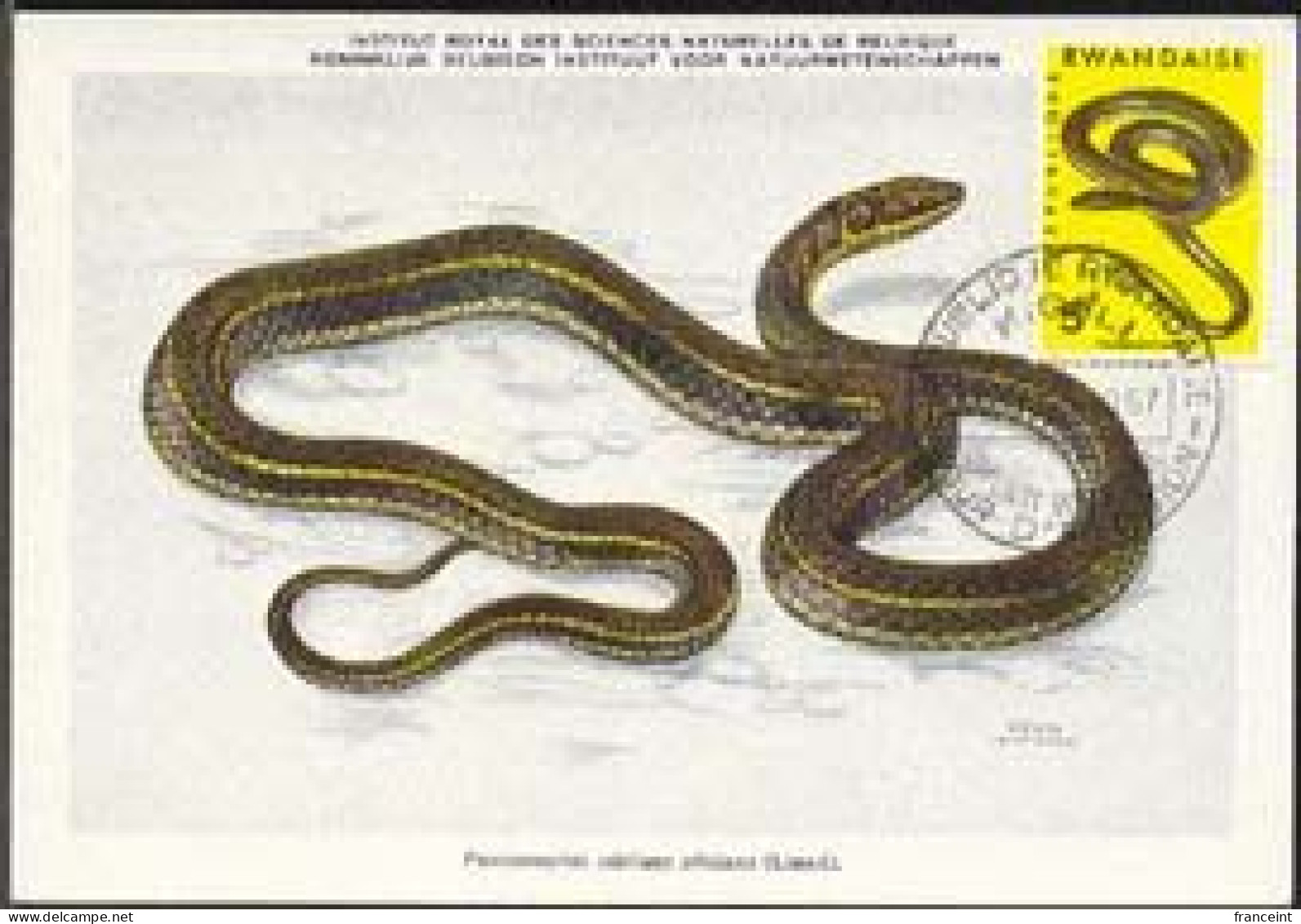 RWANDA(1967) African Sand Snake. Maximum Card With First Day Cancel. Scott No 199, Yvert No 196. - Other & Unclassified