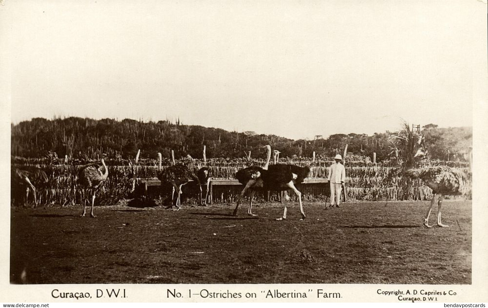 Curacao, D.W.I., Ostriches On Albertina Farm (1920s) Capriles No 1 RPPC Postcard - Curaçao