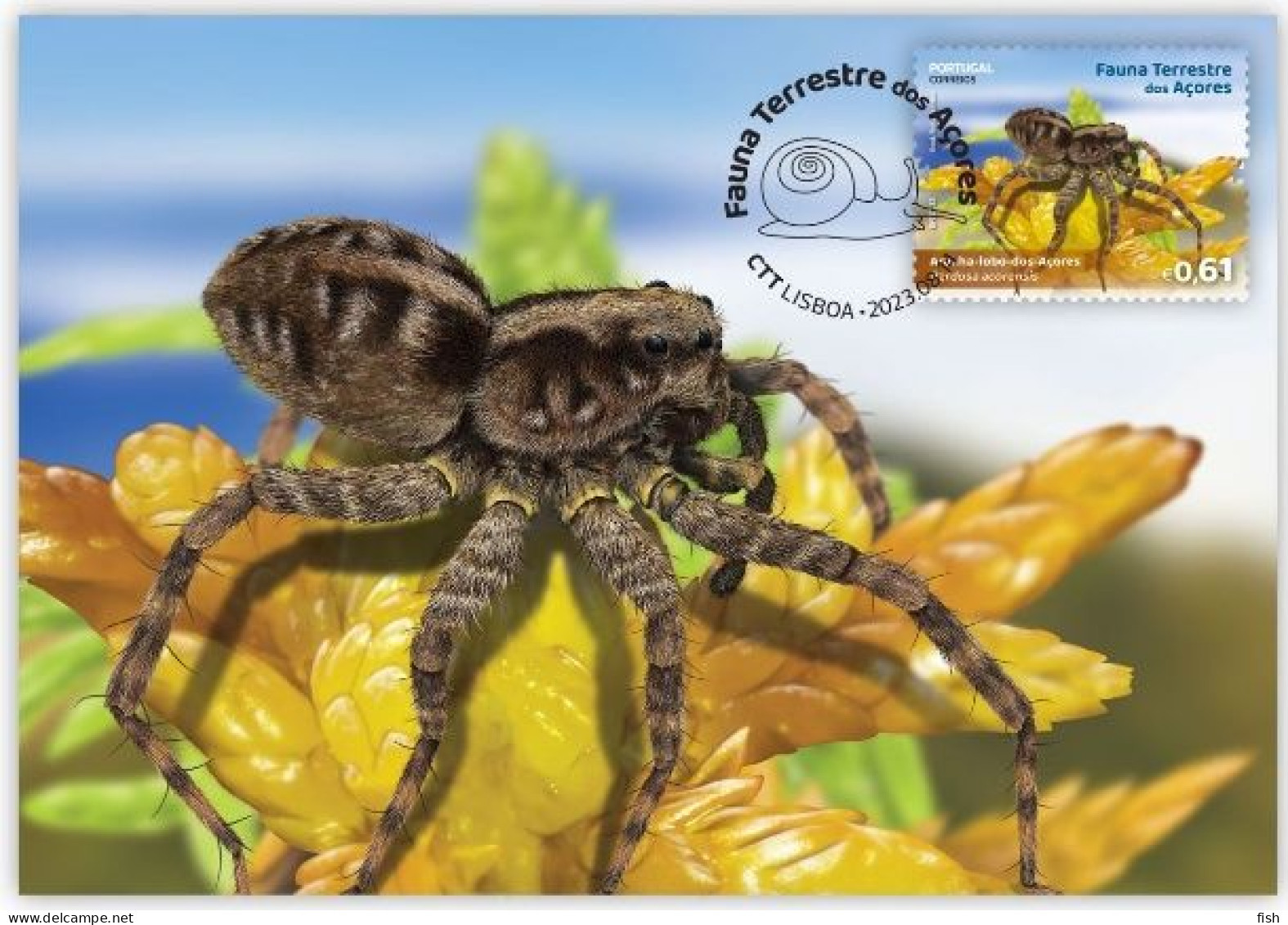 Portugal & Maximum Card, Azores Terrestrial Fauna, Azores Wolf Spider 2023 (97993) - Spinnen