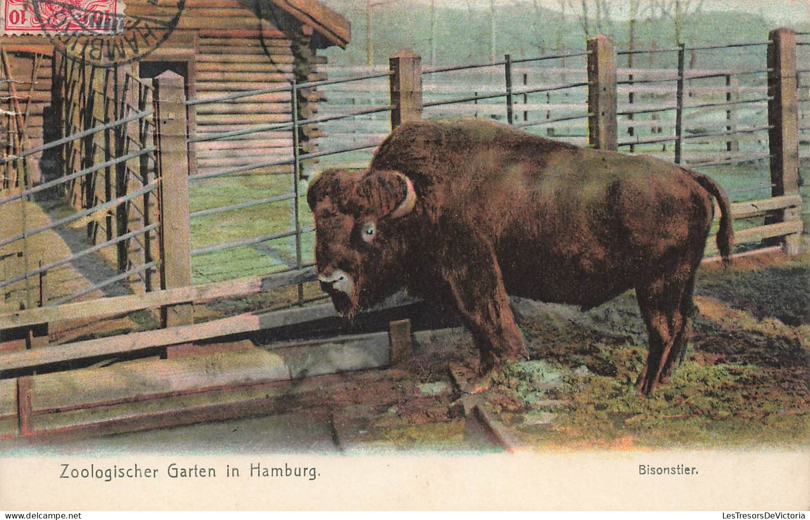 ALLEMAGNE - Zoologischer Garten In Hamburg - Bisonstier - Colorisé - Carte Postale Ancienne - Sonstige & Ohne Zuordnung