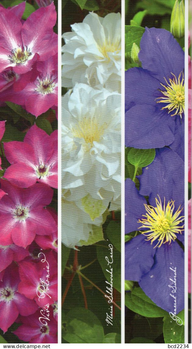 POLAND 2019 POLISH POST OFFICE LIMITED EDITION FOLDER: POLISH CLEMATIS VARIETIES MS FLOWERS PLANTS NATURE - Storia Postale