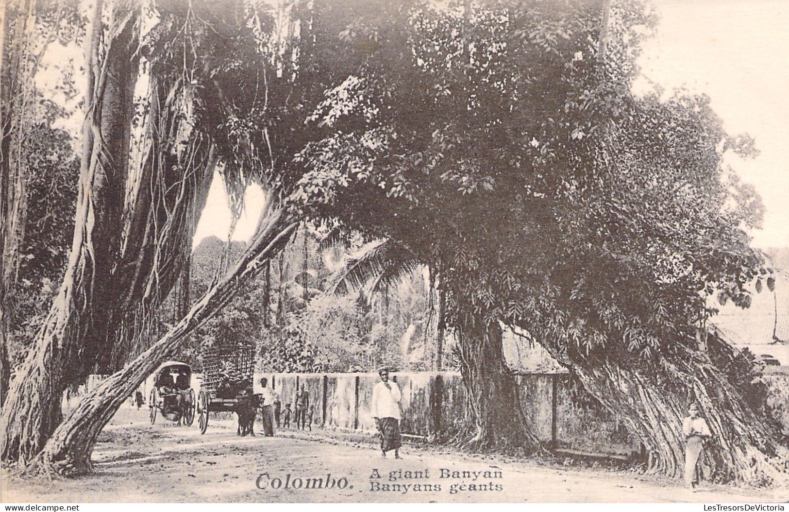 SRI LANKA - Colombo - A Giant Banyan - Carte Postale Ancienne - Sri Lanka (Ceylon)