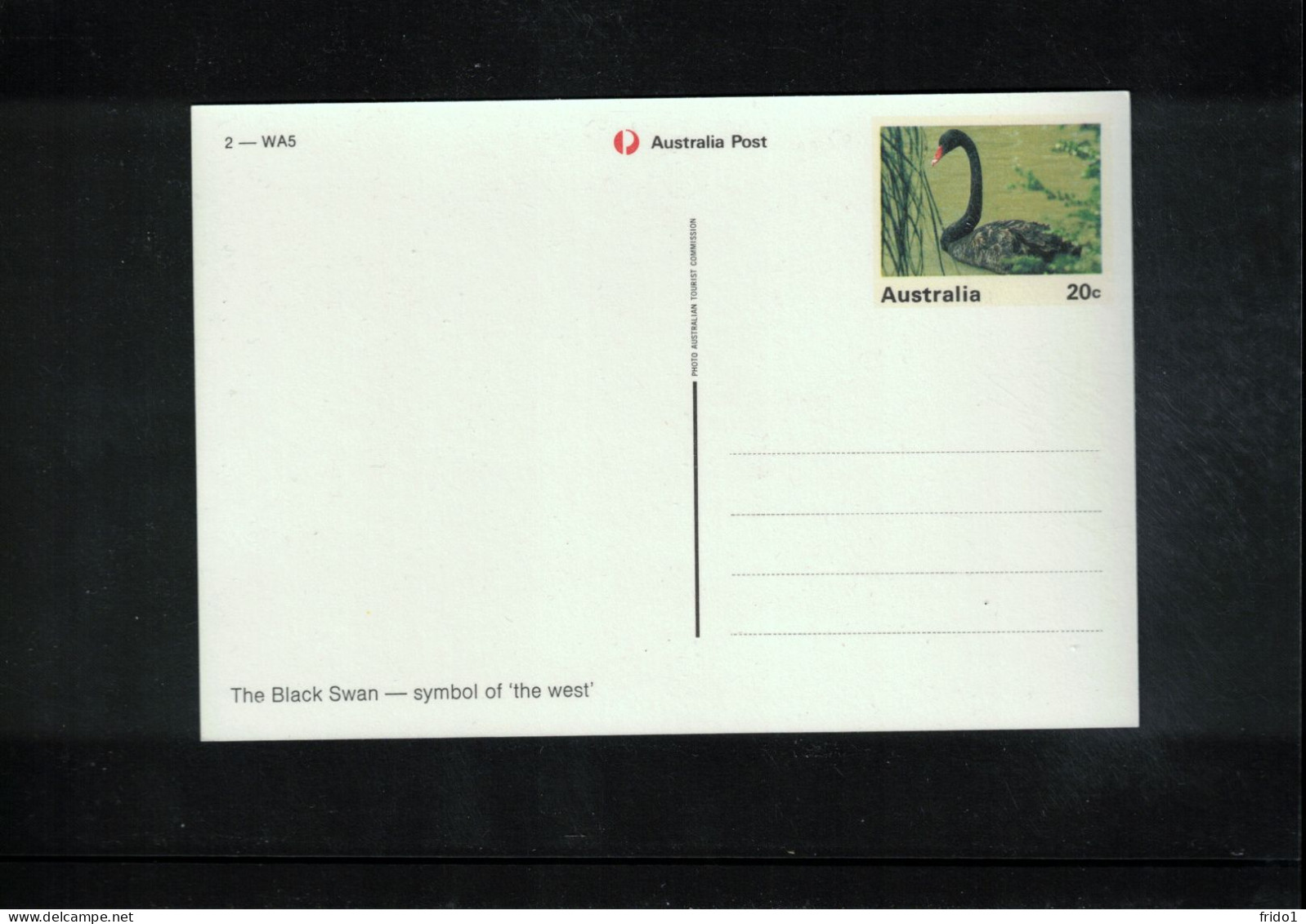 Australia Black Swan Interesting Postal Stationery Postcard - Cygnes