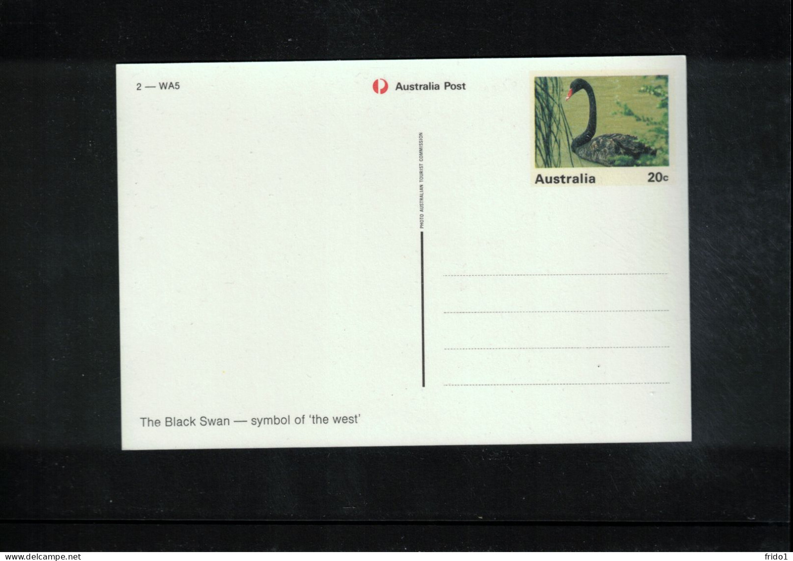Australia Black Swan Interesting Postal Stationery Postcard - Swans
