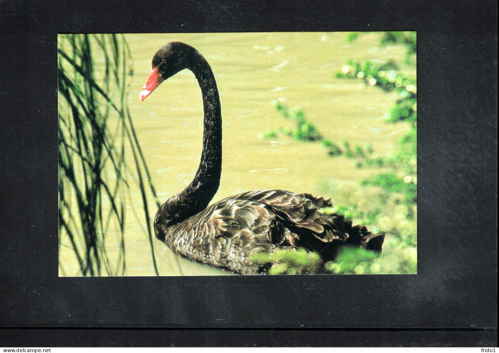 Australia Black Swan Interesting Postal Stationery Postcard - Cisnes