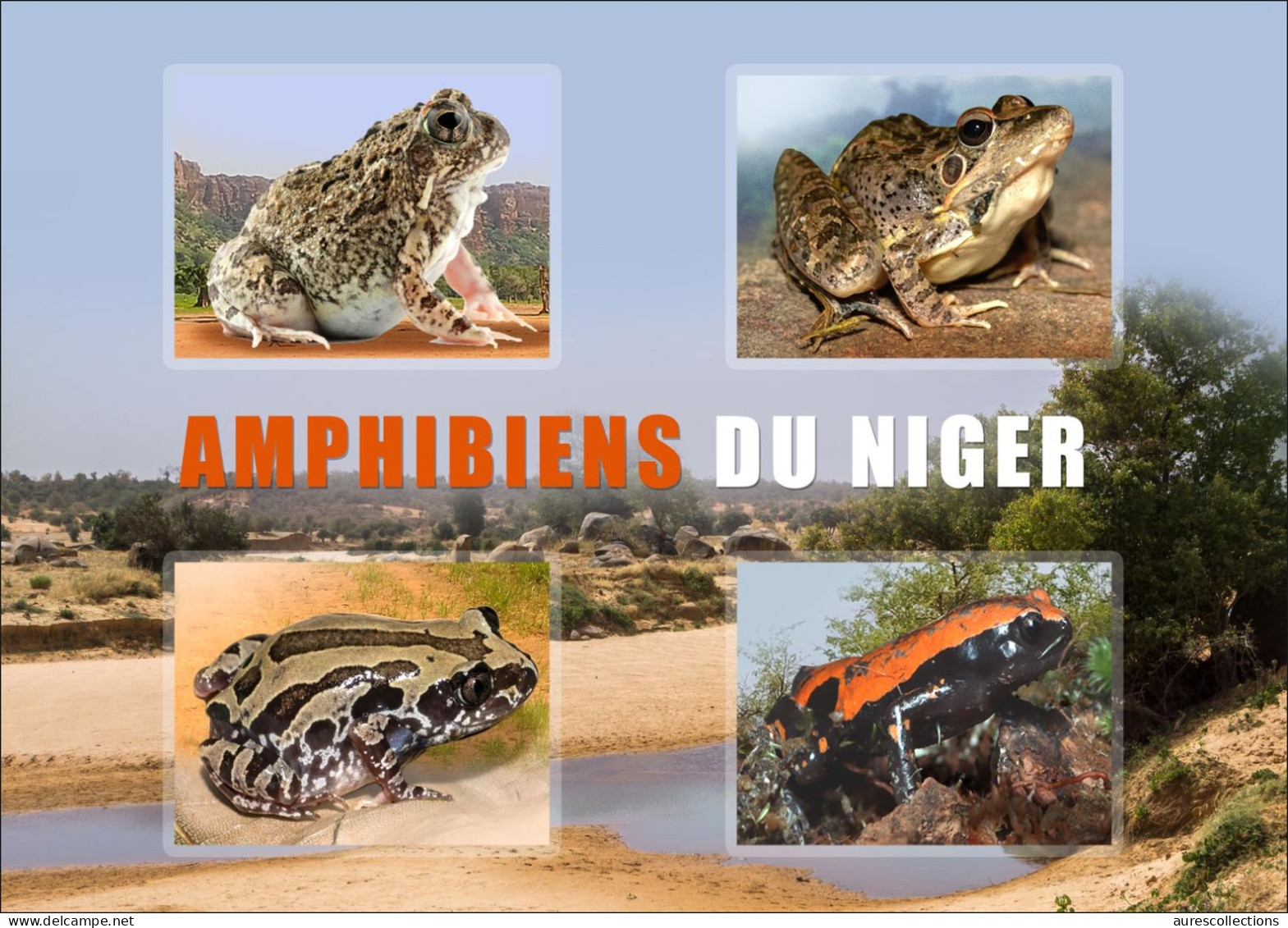 NIGER 2023 STATIONERY CARD - FROGS FROG TOAD TOADS GRENOUILLE GRENOUILLES - AMPHIBIANS AMPHIBIENS - Grenouilles